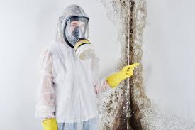 Why You Should Choose Our Mold Remediation Services in Nolanville, TX